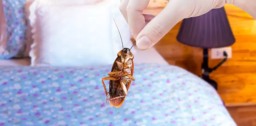 bed-bug-treatment in Carlsbad, CA
