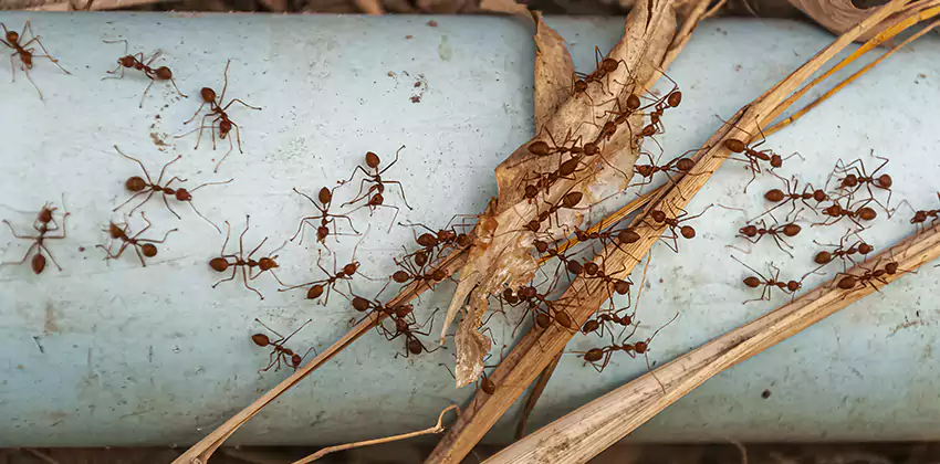 Fire Ant Extermination in Yards, Parks, and Outdoor Spaces Carlsbad, CA