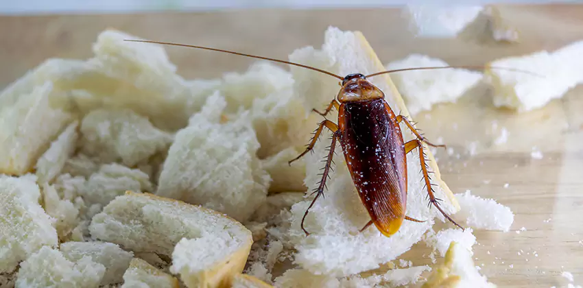 Cockroach Pest Control for Bedrooms in Carlsbad, CA