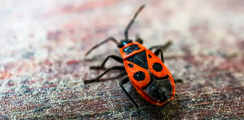 Flea Control for Humans Carlsbad, CA