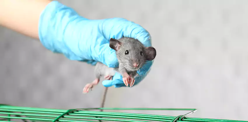 Mice Control for Children and Pets in Carlsbad, CA
