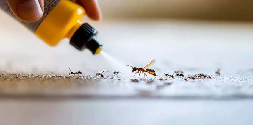 Pest Extermination for Bedrooms in Carlsbad, CA