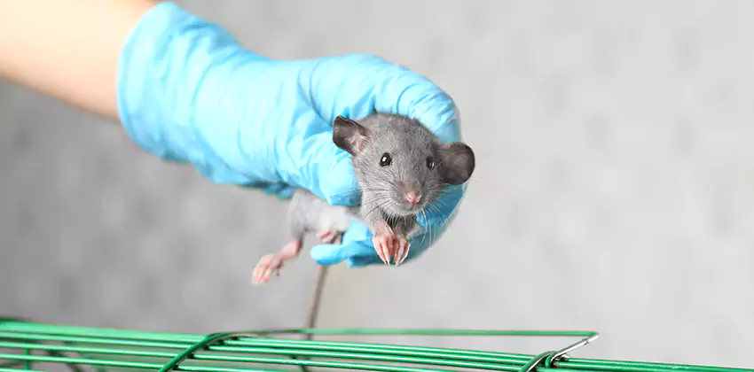 Rat Inspection for Bedrooms Carlsbad, CA