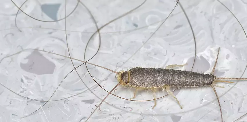 Silverfish Control for Bedrooms Carlsbad, CA