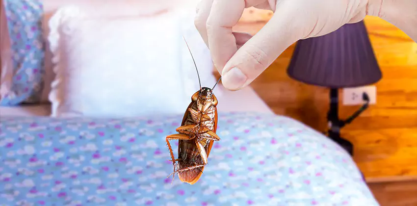 Thrips Treatment for Bedrooms Carlsbad, CA