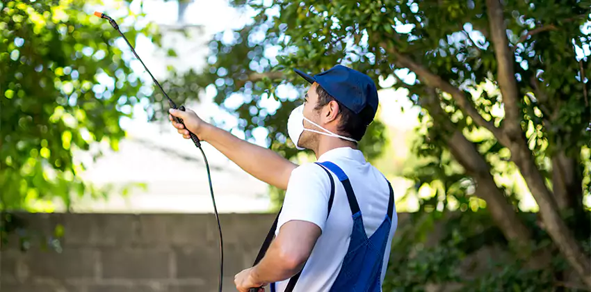 Wasp Control for Bedrooms Carlsbad, CA