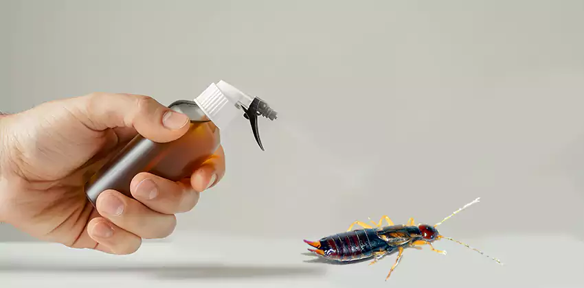 earwig-control in Carlsbad, CA