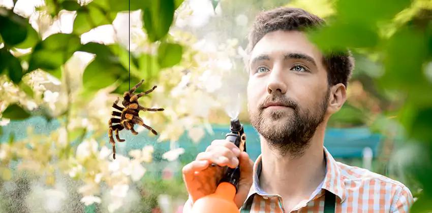 spider-exterminator in Carlsbad, CA